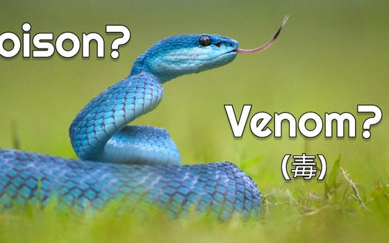 poison_venom