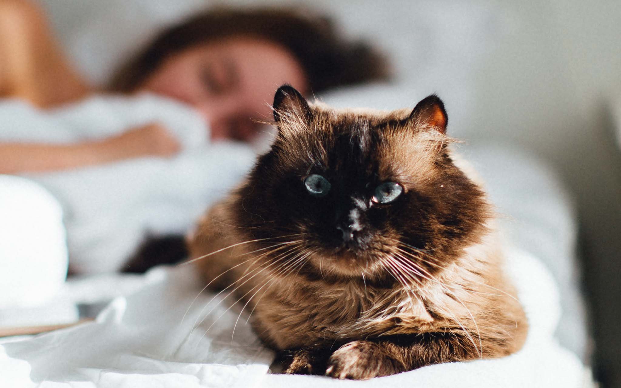 Catnap